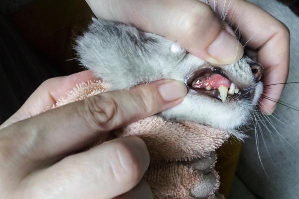 Ferida na boca do gato: o que pode causar e como tratar? - 3. Problemas dentários