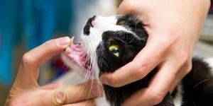 Ferida na boca do gato: o que pode causar e como tratar?