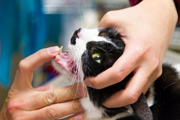 Ferida na boca do gato: o que pode causar e como tratar?