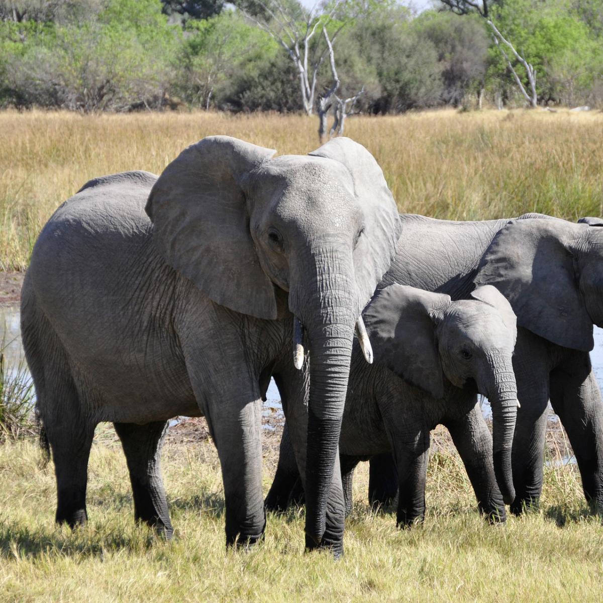 Quanto pesa um elefante