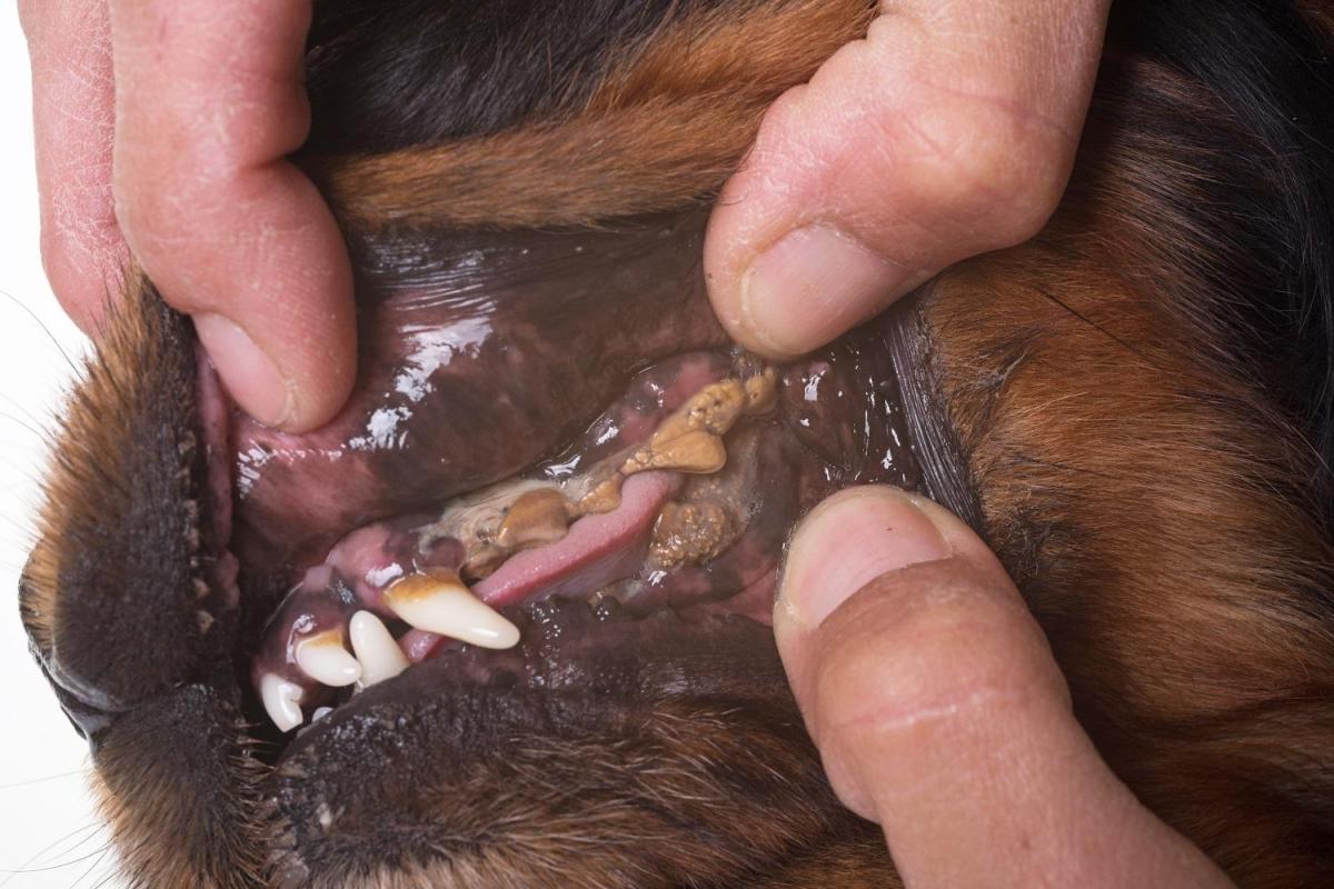 Doença periodontal em cães - Causas, tratamentos e consequências