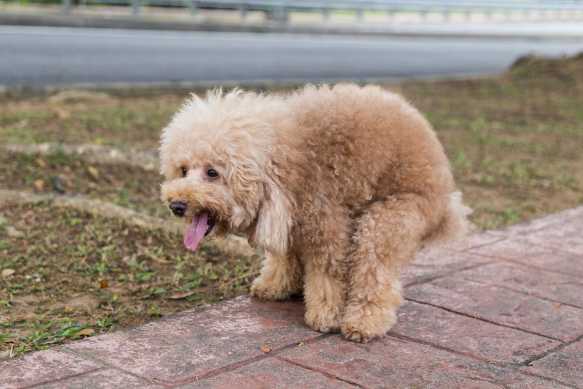 Prisão de ventre em cães de raças pequenas – Causas e tratamento