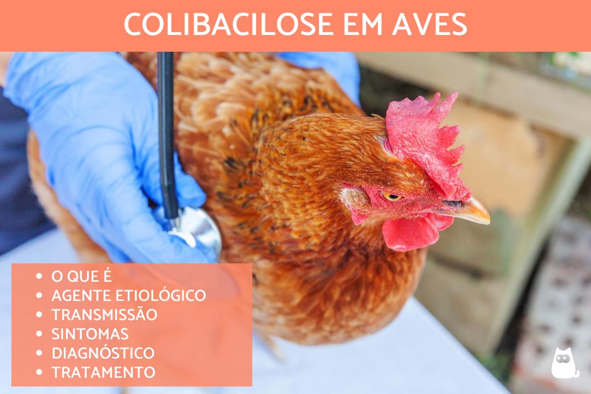 Colibacilose em aves - Sintomas e tratamento