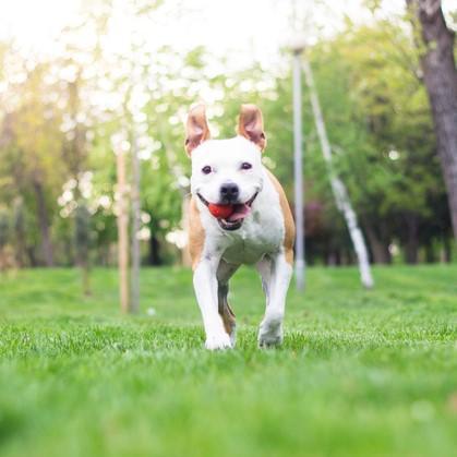 Melhores brinquedos para pitbull