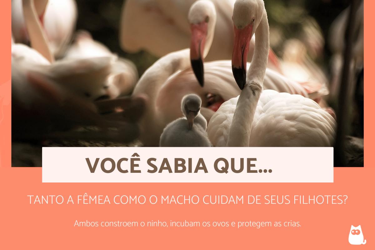 Curiosidades sobre os flamingos