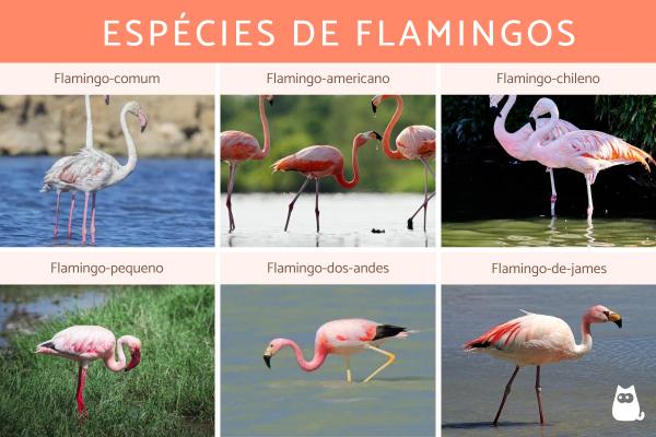 Curiosidades sobre os flamingos - Existem diferentes espécies
