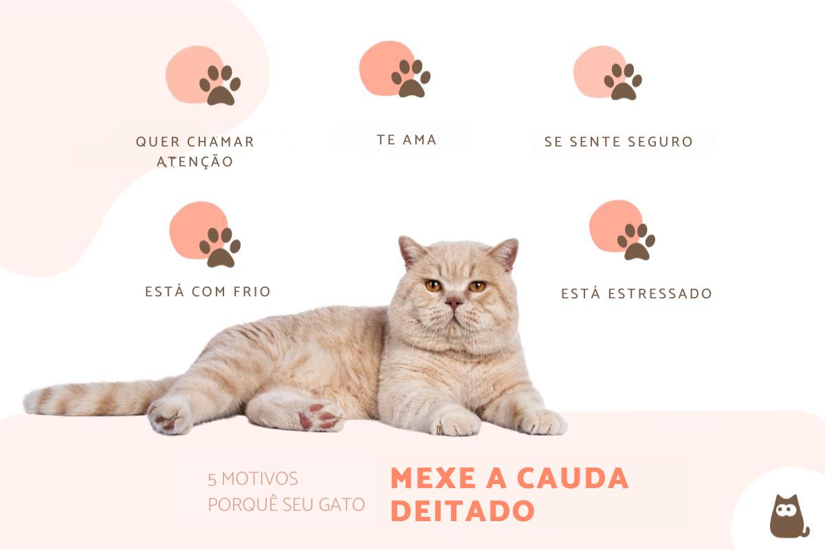Gato balançando a cauda deitado: o que significa?