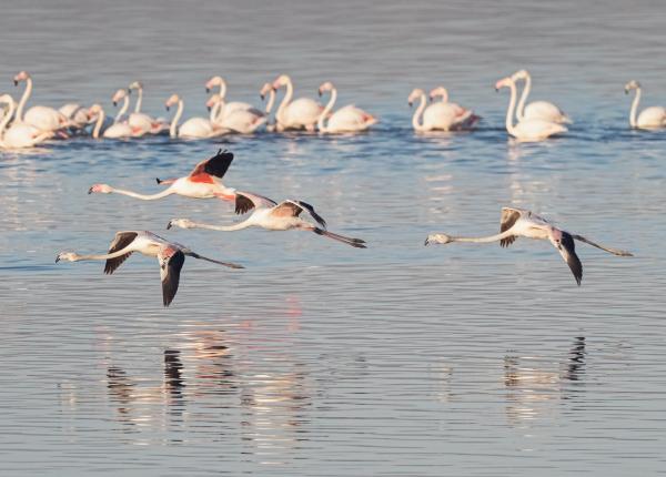 Curiosidades sobre os flamingos - Mais curiosidades sobre os flamingos