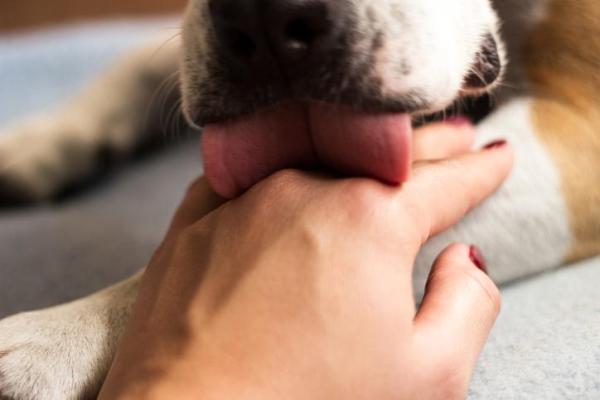Meu cachorro me lambe muito - Por que e o que fazer? - Meu cachorro me lambe demais, por que e o que fazer?