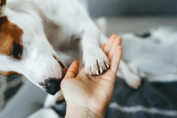 Meu cachorro me lambe muito - Por que e o que fazer?