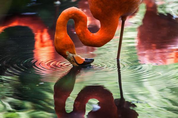 Curiosidades sobre os flamingos - Precisam de água para comer