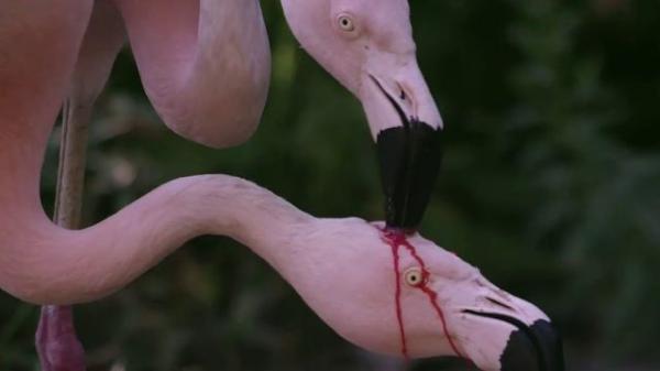 Curiosidades sobre os flamingos - Produzem leite