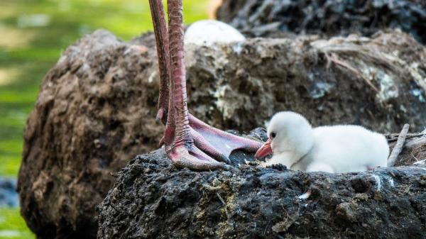 Curiosidades sobre os flamingos - São excelentes pais e mães