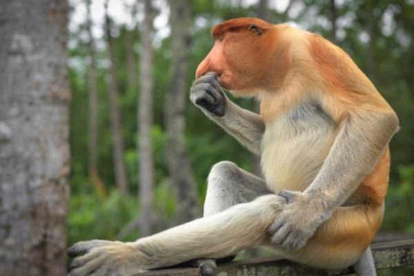 Quais são os macacos em risco de extinção? - 10. Macaco-narigudo (Nasalis larvatus)