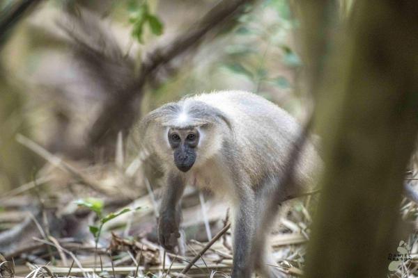 Quais são os macacos em risco de extinção? - 2. Cercocebus galeritus