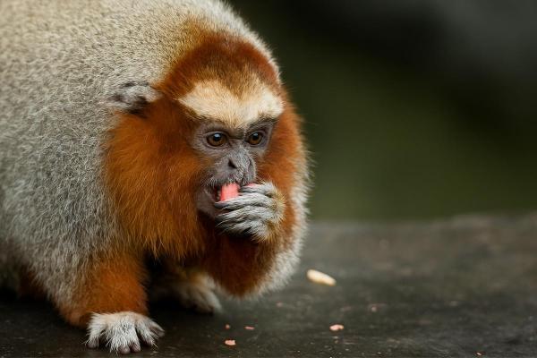 Quais são os macacos em risco de extinção? - 3. Plecturocebus oenanthe