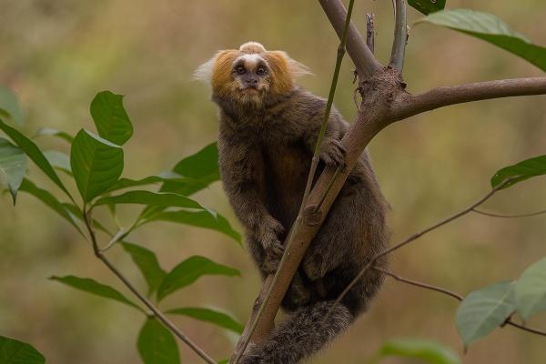 Quais são os macacos em risco de extinção? - 4. Sagui-da-serra-claro (Callithrix flaviceps)