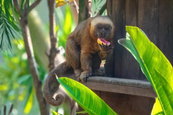 Quais são os macacos em risco de extinção? - 9. Macaco-prego-dourado (Sapajus flavius)
