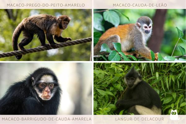 Quais são os macacos em risco de extinção? - Outros macacos em perigo de extinção