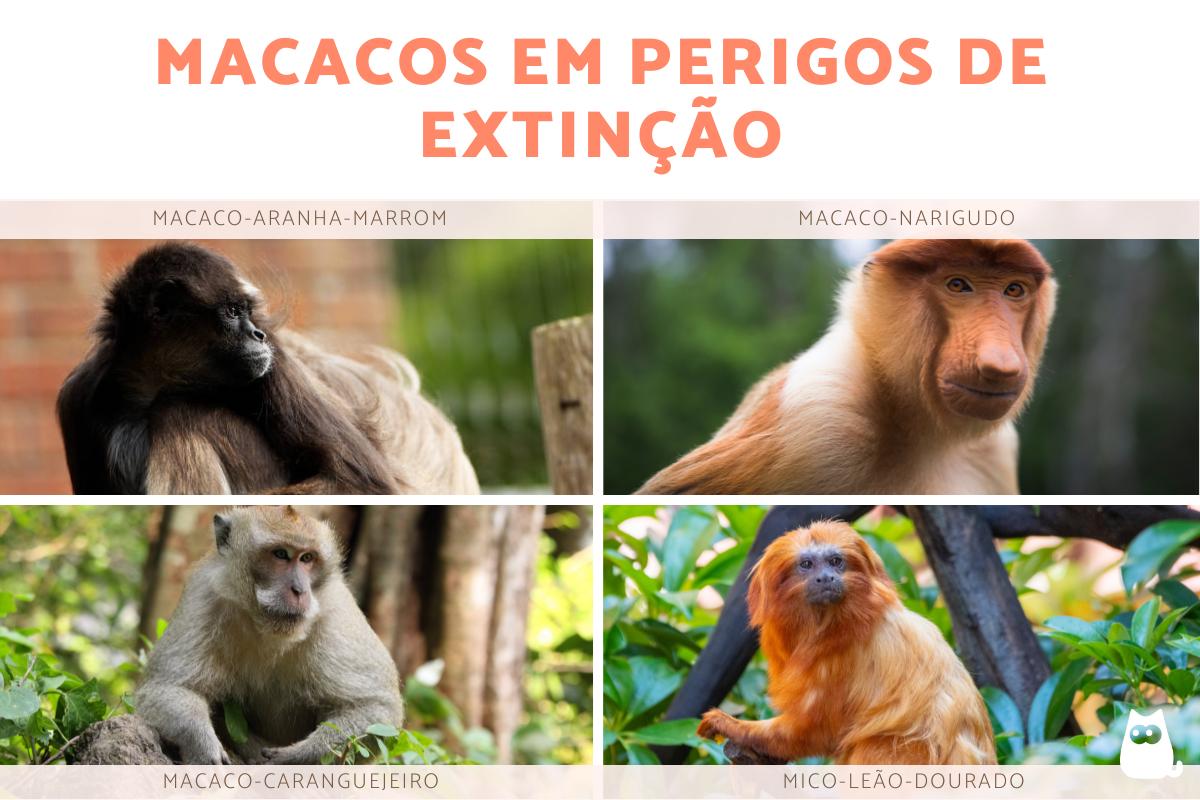 Quais são os macacos em risco de extinção?