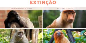 Quais são os macacos em risco de extinção?