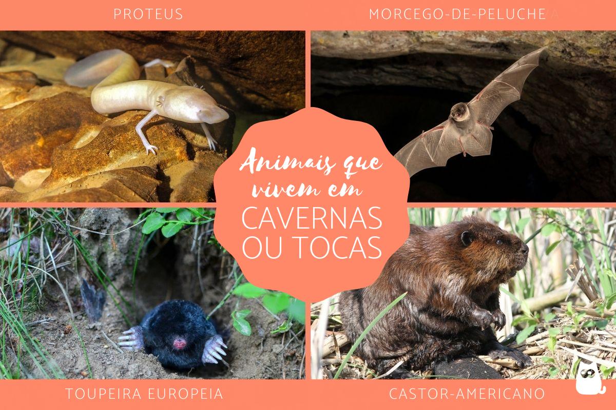 Animais que vivem em cavernas e tocas