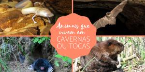 Animais que vivem em cavernas e tocas