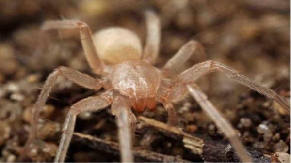 Animais que vivem em cavernas e tocas - Aranha Sinopoda scurion