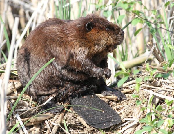 Animais que vivem em cavernas e tocas - Castor-americano