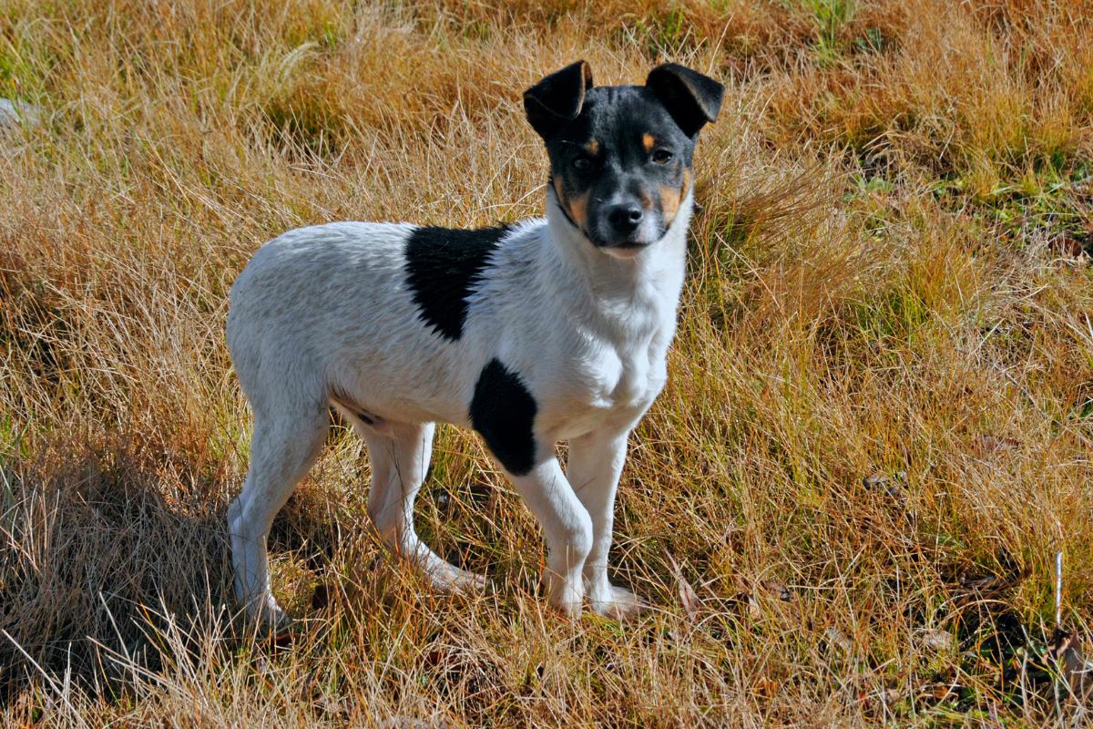 Doença de Legg-Calvé-Perthes em cães - Tratamento