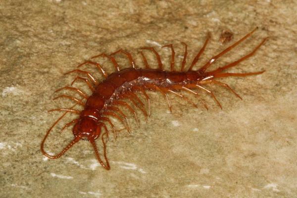 Animais que vivem em cavernas e tocas - Eupolybothrus cavernicolus