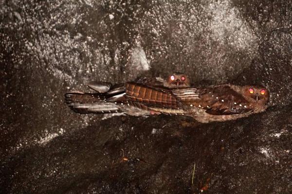 Animais que vivem em cavernas e tocas - Guácharo
