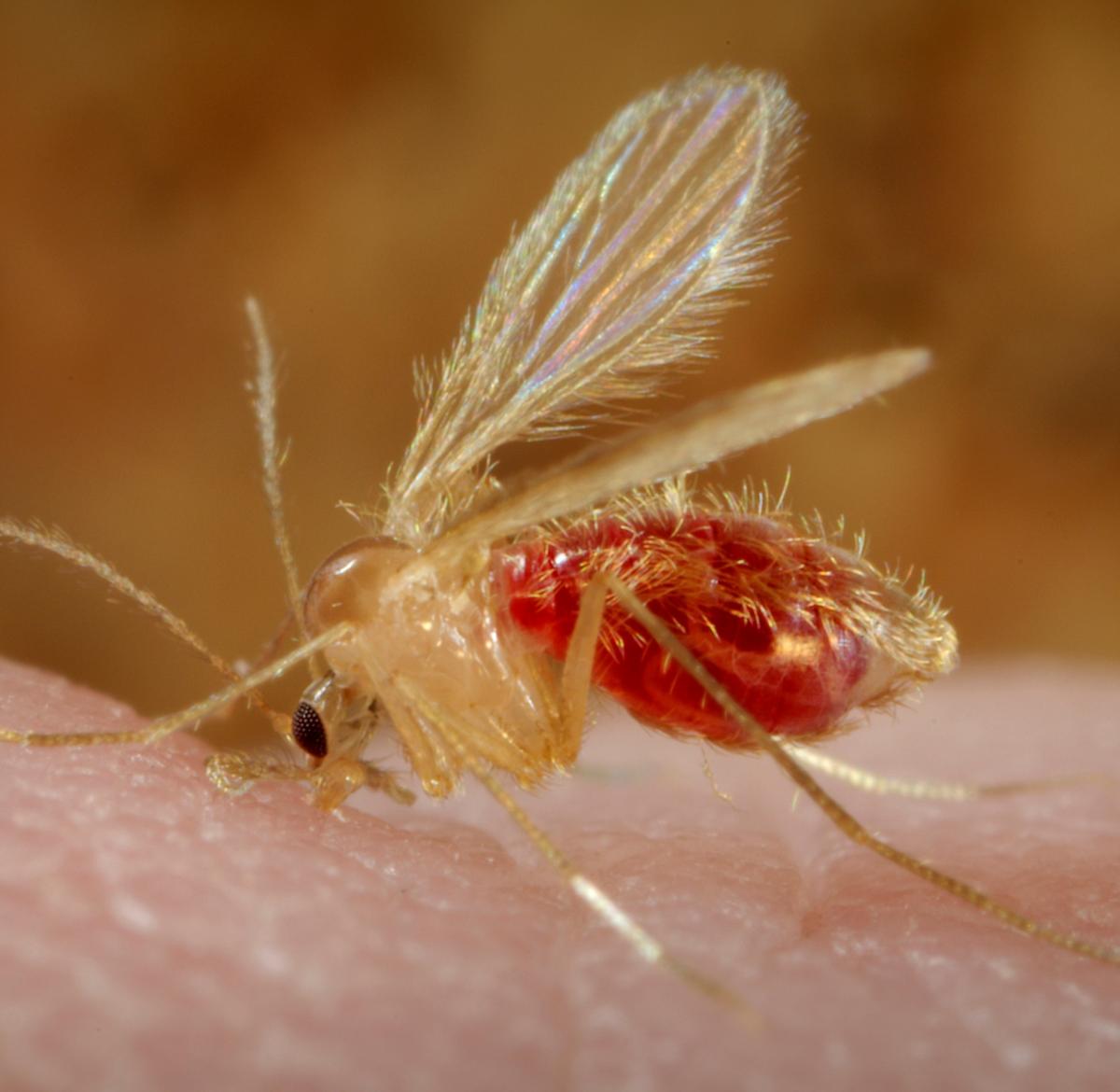 Leishmaniose canina - Sintomas e tratamento