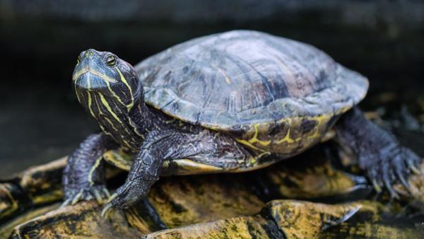 O que tartaruga aquática não pode comer? - O que acontece se minha tartaruga aquática comer um alimento proibido?