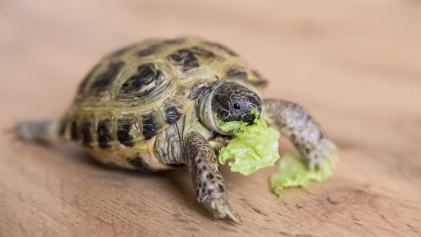 O que tartaruga aquática não pode comer? - O que as tartarugas aquáticas podem comer?