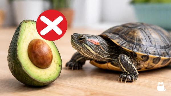 O que tartaruga aquática não pode comer?