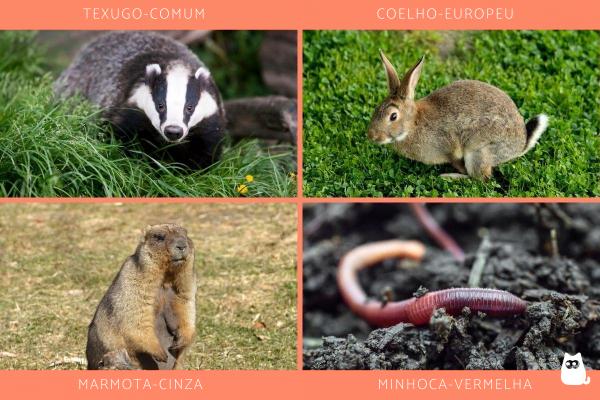 Animais que vivem em cavernas e tocas - Outros animais que vivem em cavernas ou tocas