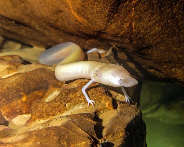 Animais que vivem em cavernas e tocas - Proteus