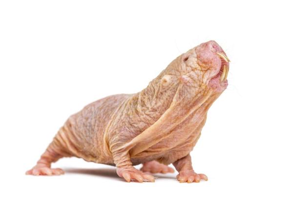 Animais que vivem em cavernas e tocas - Rato-toupeira-pelado