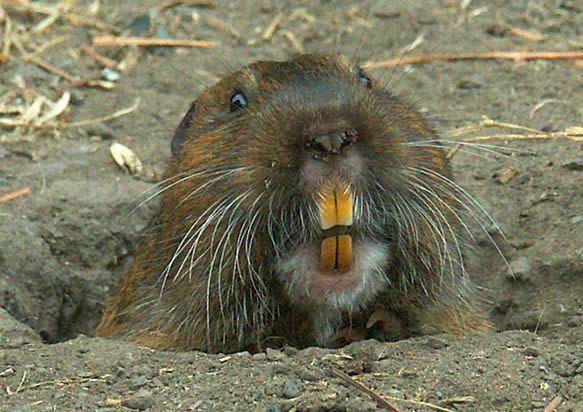 Animais que vivem em cavernas e tocas - Roedor Zygogeomys trichopus