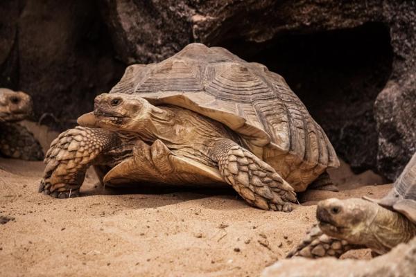 Animais que vivem em cavernas e tocas - Tartaruga-de-esporas-africana