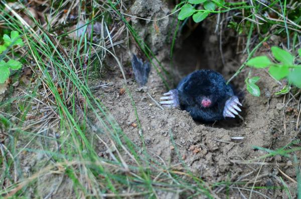 Animais que vivem em cavernas e tocas - Toupeira europeia
