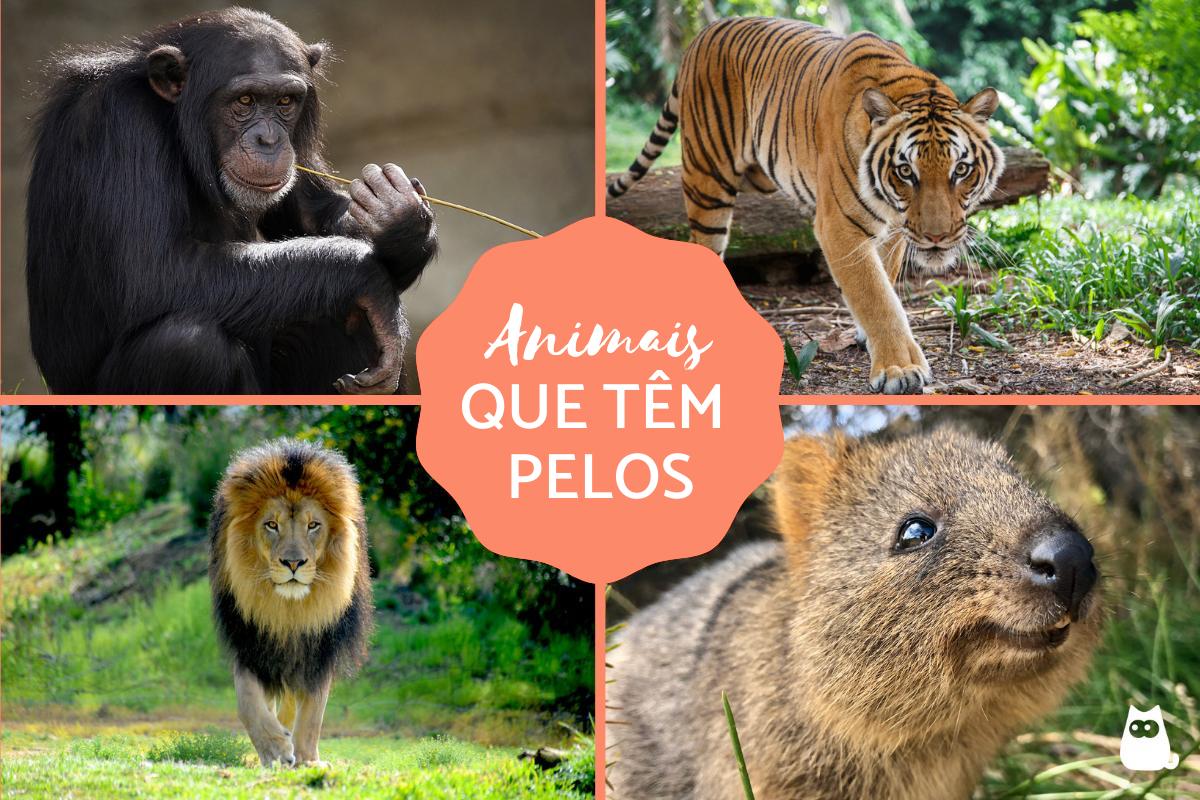 Animais que têm pelos - Características e exemplos