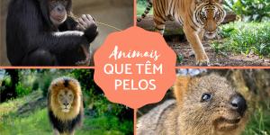 Animais que têm pelos - Características e exemplos