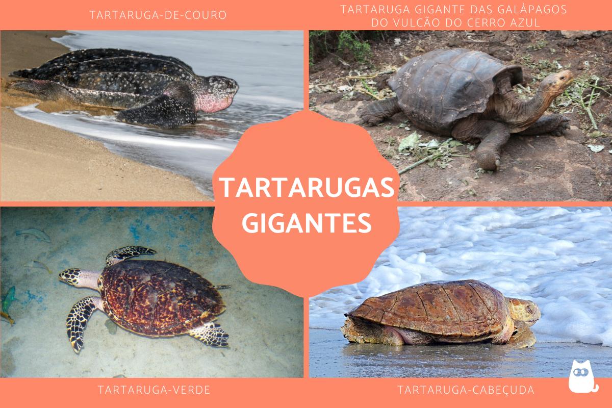 As maiores tartarugas do mundo