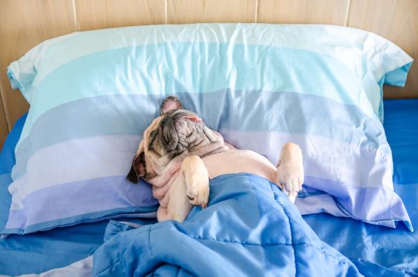 Nomes de cachorros com a letra M - Nomes de cachorros pequenos com a letra M