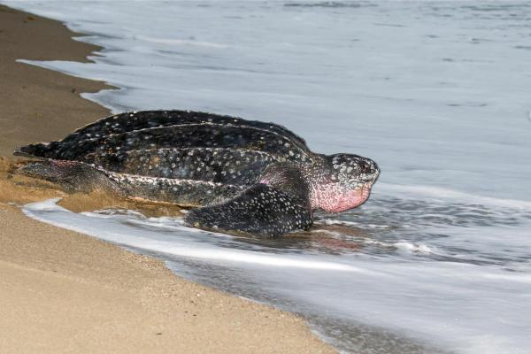 As maiores tartarugas do mundo - Tartaruga-de-couro (Dermochelys coriacea)