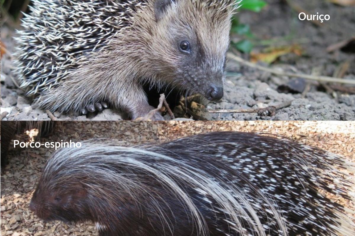 Diferenças entre ouriço e porco-espinho