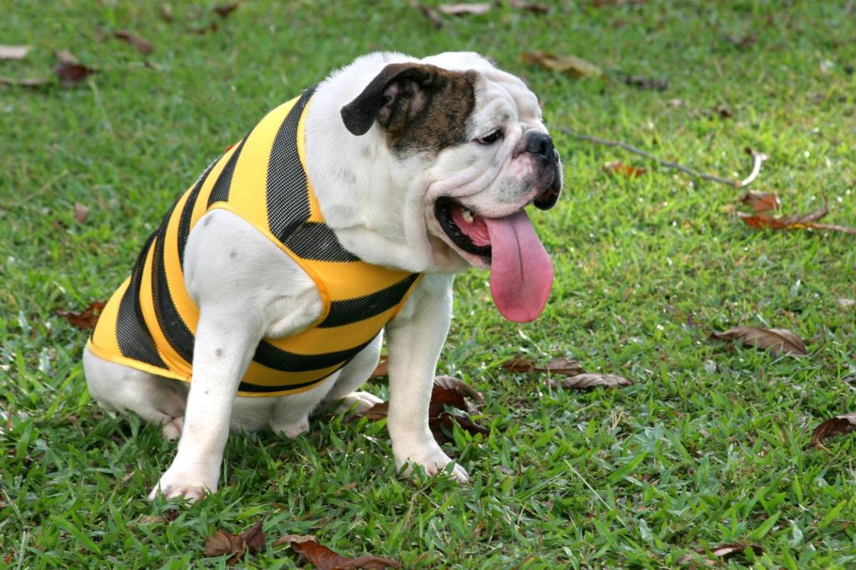 Por que meu cachorro fica com a língua de fora? - Causas e o que fazer