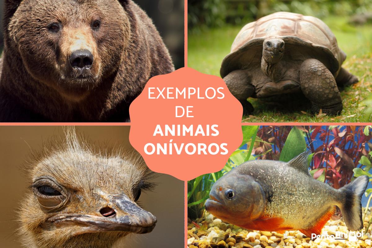 Animais onívoros - Exemplos, fotos e curiosidades